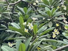 Plumeria