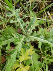 Cirsium arvense