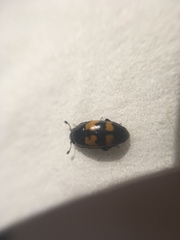 Glischrochilus fasciatus