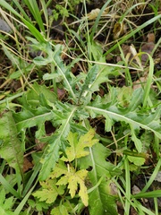 Cirsium arvense