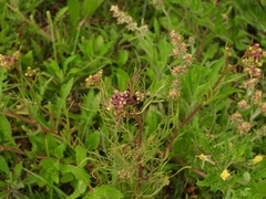 Senecio pinnatus