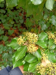 Hedera helix