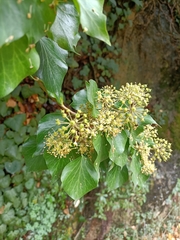 Hedera helix