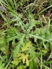 Cirsium arvense