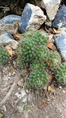 Mammillaria sphaerica