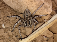 Eusparassus