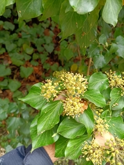 Hedera helix