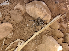 Eusparassus