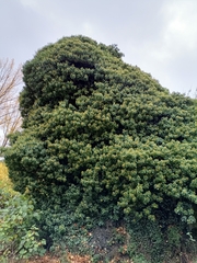 Hedera helix
