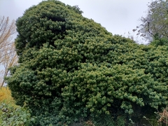 Hedera helix