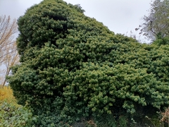Hedera helix