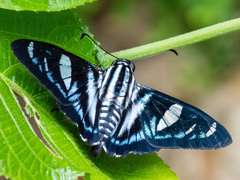 Jemadia albescens