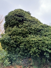 Hedera helix