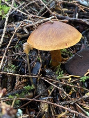 Cortinarius aurantiobasis