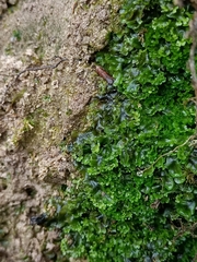 Jungermanniopsida