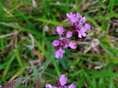 Angiospermae