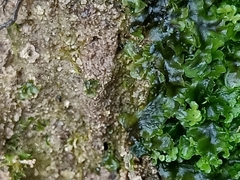Jungermanniopsida