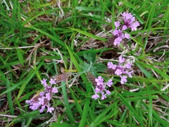 Angiospermae