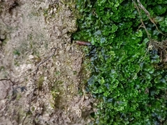 Jungermanniopsida