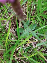 Angiospermae