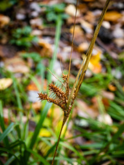 Carex retrorsa