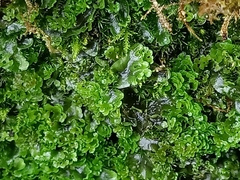 Jungermanniopsida