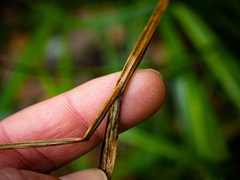 Carex retrorsa