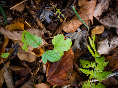 Viburnum opulus opulus