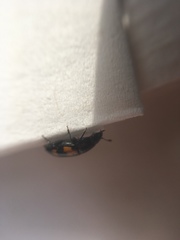 Glischrochilus fasciatus