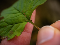 Viburnum opulus opulus