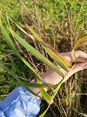 Phalaris arundinacea