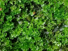 Jungermanniopsida