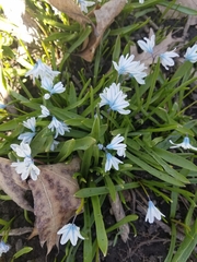 Puschkinia scilloides