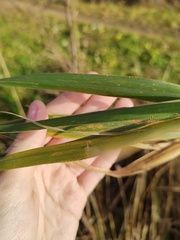 Phalaris arundinacea