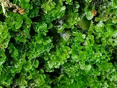 Jungermanniopsida