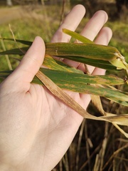 Phalaris arundinacea