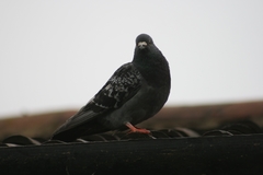 Columba livia domestica