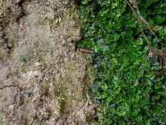 Jungermanniopsida