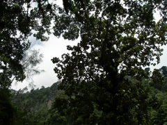 Chiranthodendron pentadactylon