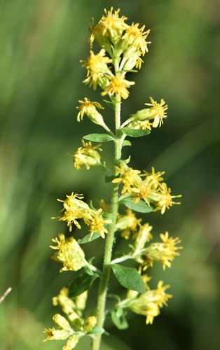 Photograph of Solidago sect. Erectae