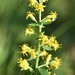 Solidago Sect. Erectae - Photo (c) Eric Lamb, some rights reserved (CC BY), uploaded by Eric Lamb