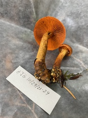 Cortinarius aurantiobasis