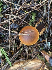 Cortinarius aurantiobasis