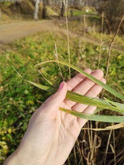 Phalaris arundinacea