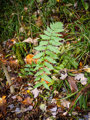 Dryopteris × mickelii