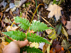 Dryopteris × mickelii