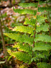 Dryopteris × mickelii