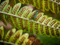 Dryopteris × mickelii