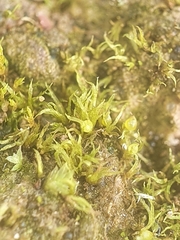 Ephemerum recurvifolium