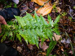 Dryopteris × mickelii